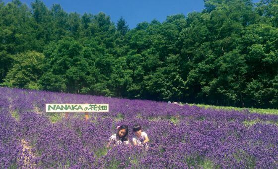 NANAKAの花畑
